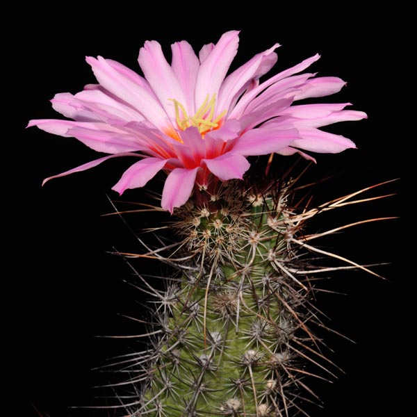 Echinocereus ferreirianus, Mexico, Baja California, dunkle Bedornung, 50 Korn