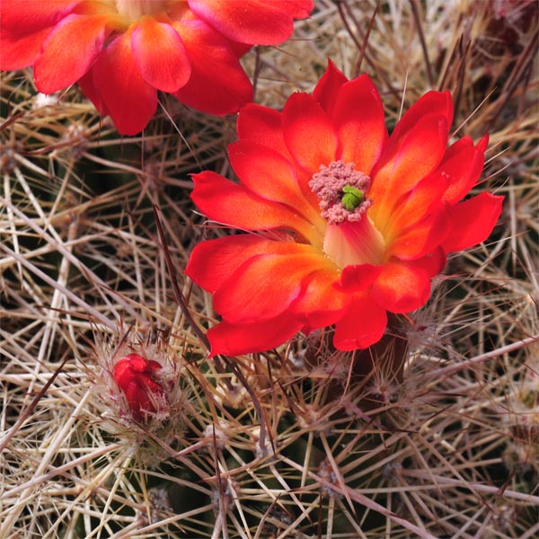 Echinocereus polyacanthus, Mexico, Chihuahua, Buenaventura, 50 Korn