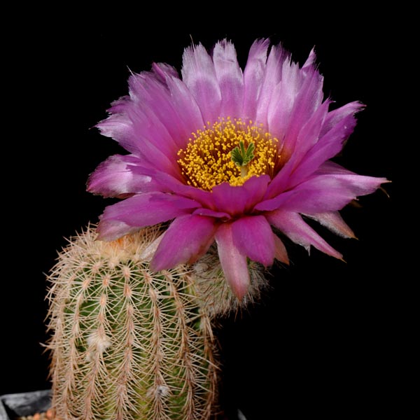 Echinocereus reichenbachii subsp. comanchensis, USA, Oklahoma, Comanche Co., 25 Korn