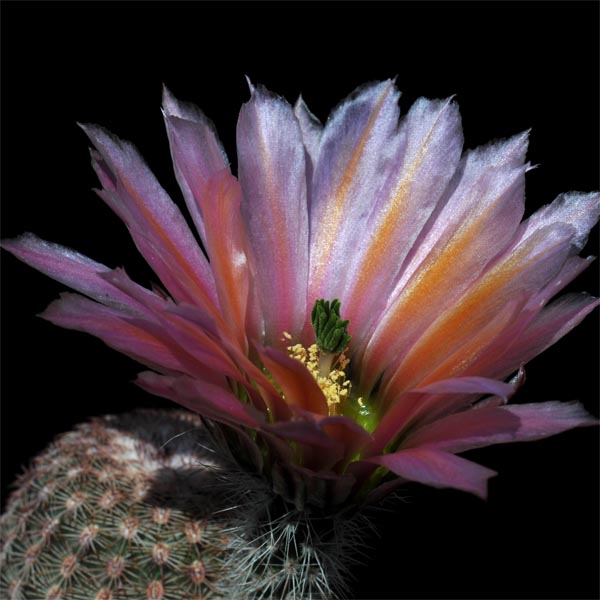 Echinocereus pectinatus, Mexico, Chihuahua, Sierra San Ignacio, 500 Korn