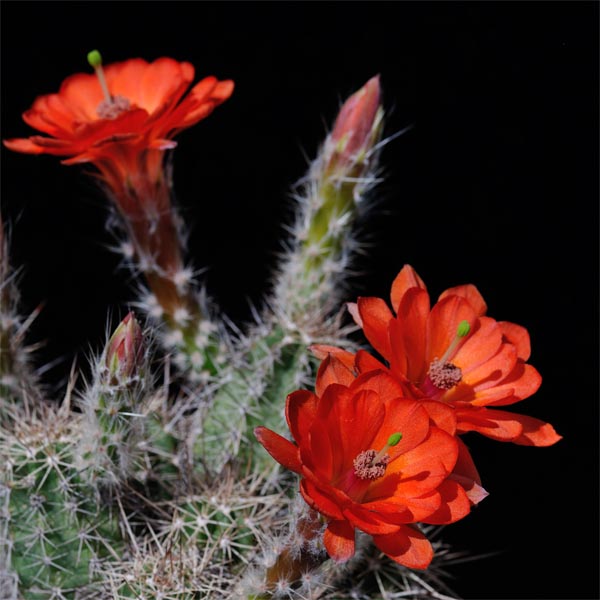 Echinocereus salm-dyckianus, Mexico, Sonora, La Junta - Yecora, 50 Korn