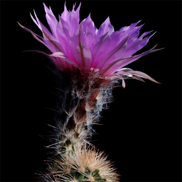 Echinocereus fitchii, USA, Texas, Webb Co., 50 Korn
