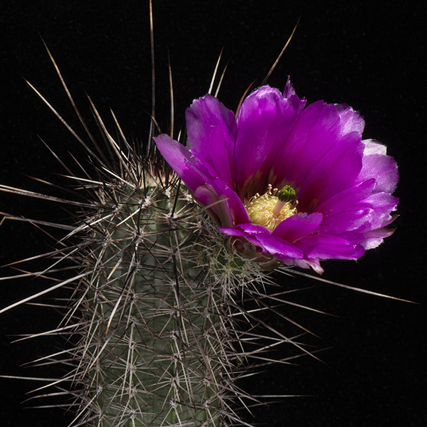 Echinocereus engelmannii subsp. fasciculatus, USA, Arizona, Globe - Safford, 25 Korn