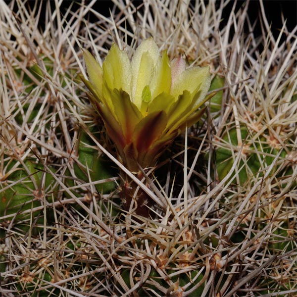 Echinocereus maritimus, Mexico, Baja California, San Carlos Canyon, 500 Korn