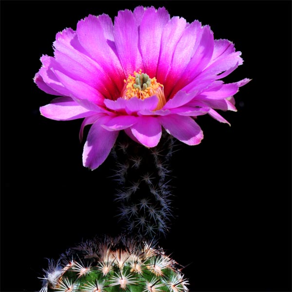 Echinocereus fitchii subsp. albertii, USA, Texas, Alice, 100 Korn