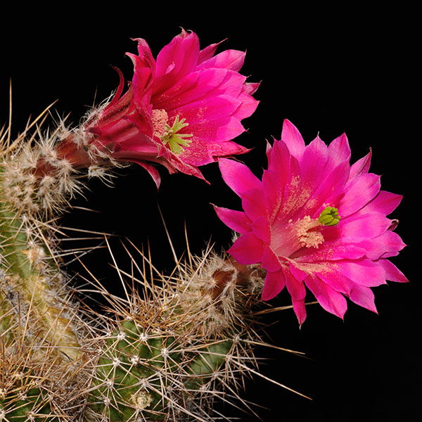 Echinocereus scheeri, Mexico, Chihuahua, Basihuare, Neotyp, 500 Korn
