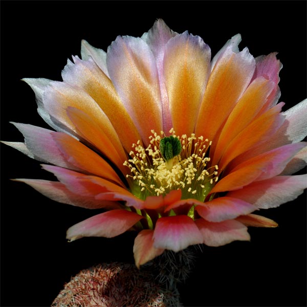 Echinocereus pectinatus subsp. rutowiorum, Mexico, Chihuahua, Sierra El Tambor, 50 Korn