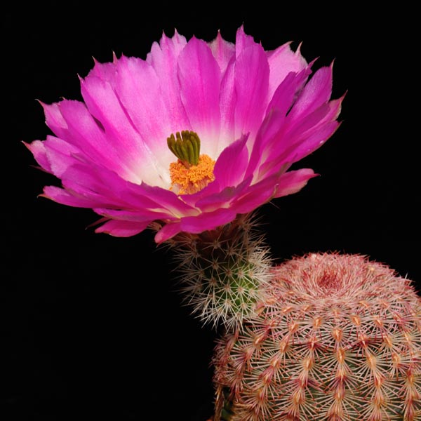 Echinocereus rigidissimus, USA, Arizona, Parker Lake, 25 Korn