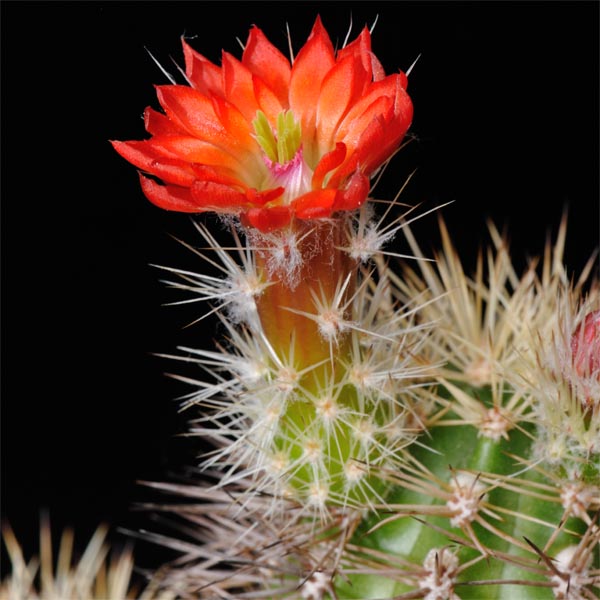 Echinocereus polyacanthus, Mexico, Durango, General Escobedo, LAU1379, 25 Korn