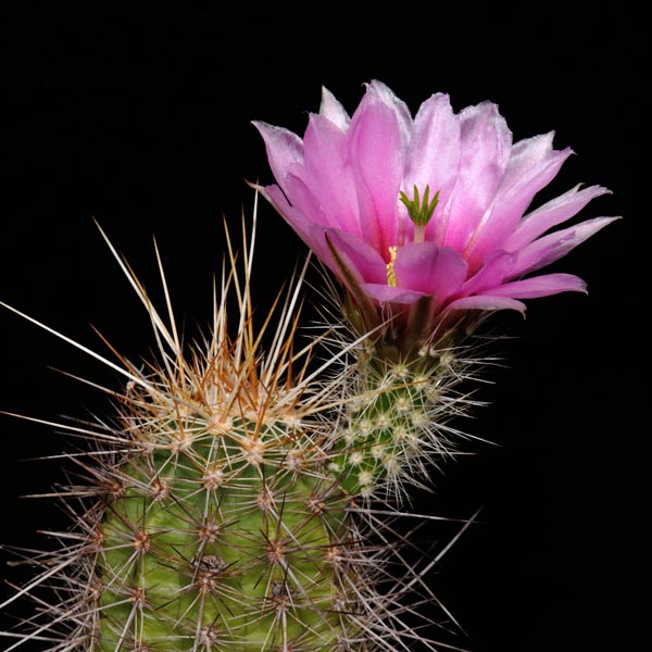 Echinocereus rebmanii, Mexico, Baja California, Sierra San Francisco, 25 Korn