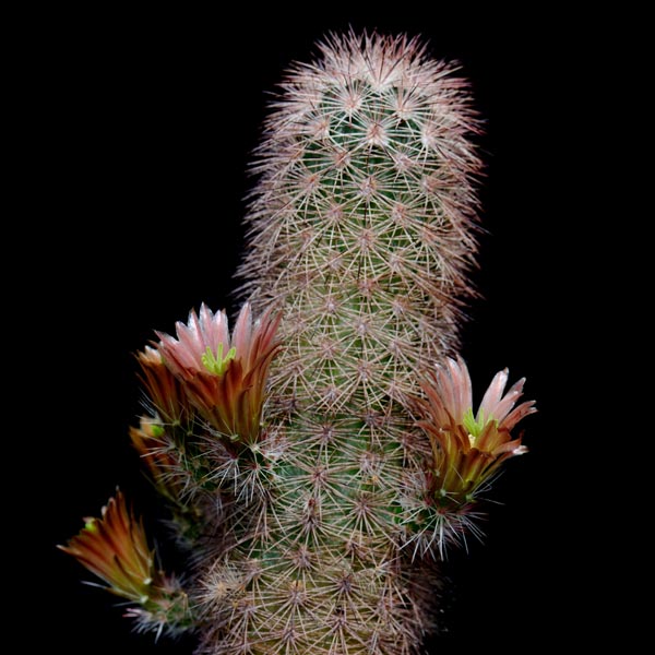 Echinocereus russanthus, USA, Texas, Burro Mesa, 100 Korn