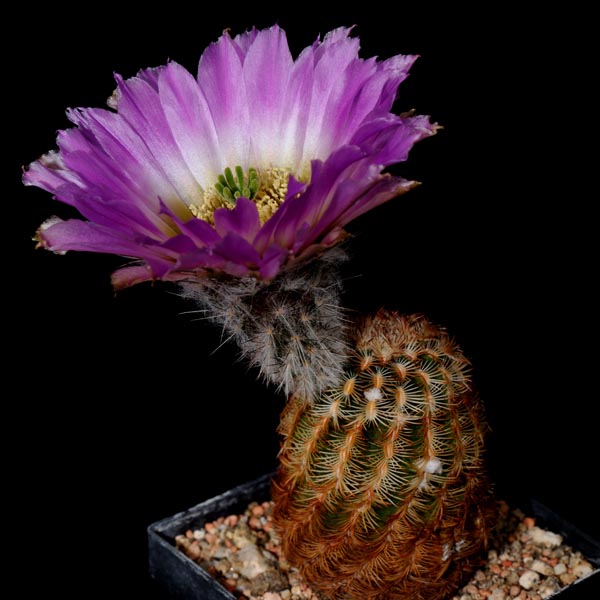 Echinocereus reichenbachii subsp. caespitosus, USA, Texas, Guadelupe River, DFM118, 100 Korn