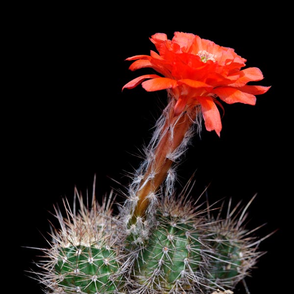 Echinocereus topiensis, Mexico, El Durazno, 25 Korn