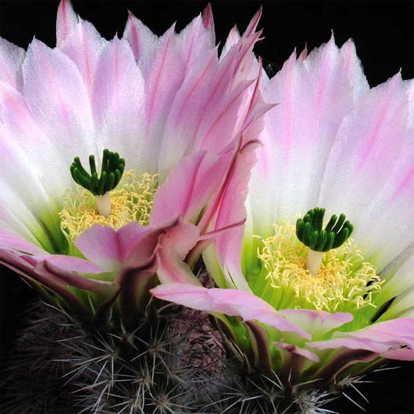 Echinocereus pectinatus, Mexico, Chihuahua, El Morrion, 100 Korn