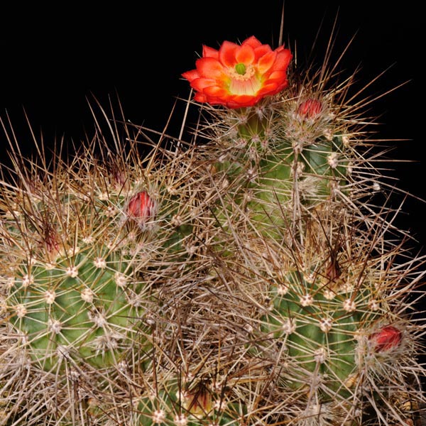 Echinocereus polyacanthus, Mexico, Chihuahua, La Junta - Creel, 25 Korn