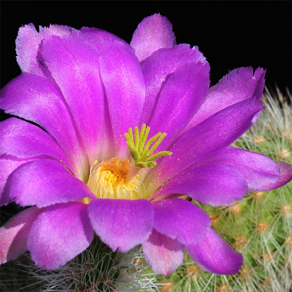 Echinocereus freudenbergeri, Mexico, Coahuila, Sierra Santa Gloria, 100 Korn