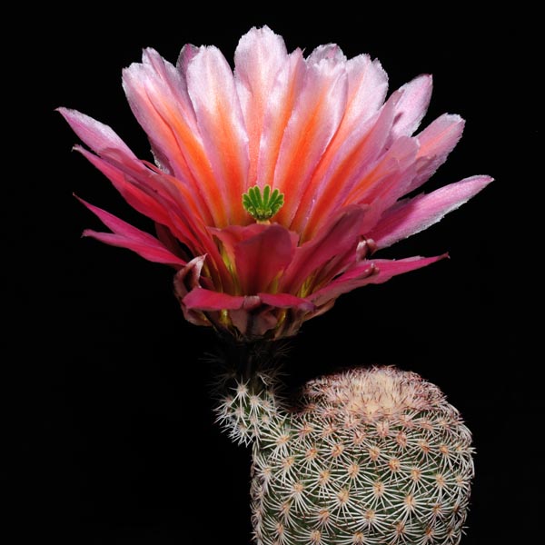 Echinocereus pectinatus, Mexico, Detras, 25 Korn