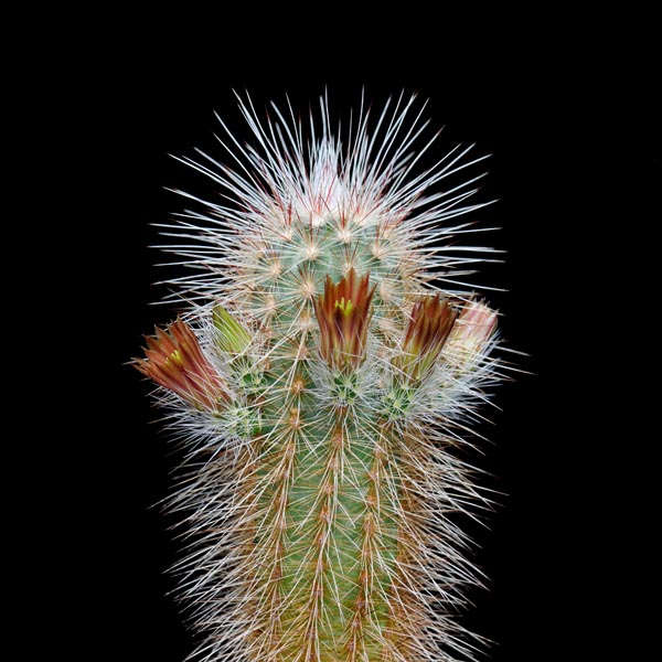 Echinocereus russanthus, USA, Texas, Persimmon Gap, 25 Korn