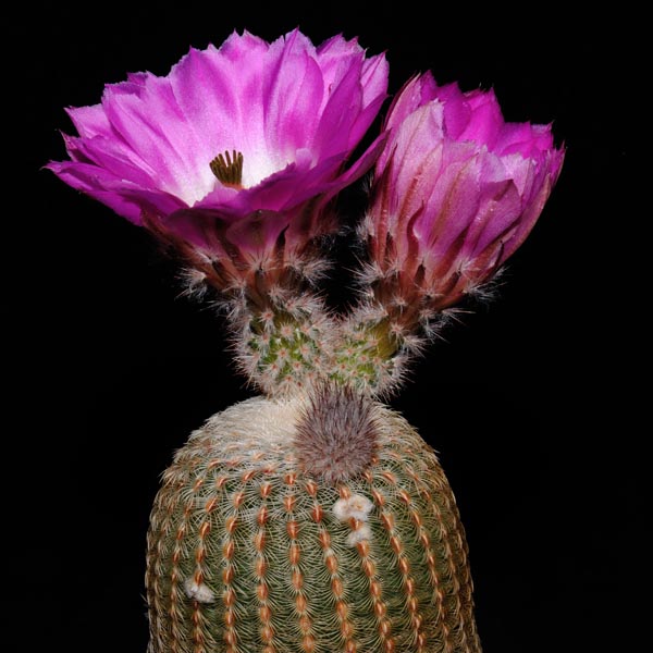 Echinocereus rigidissimus subsp. rubispinus, LAU0088, helle Bedornung, 500 Korn