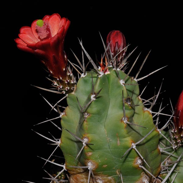Echinocereus triglochidiatus, USA, New Mexico, Manzano Mts., 50 Korn