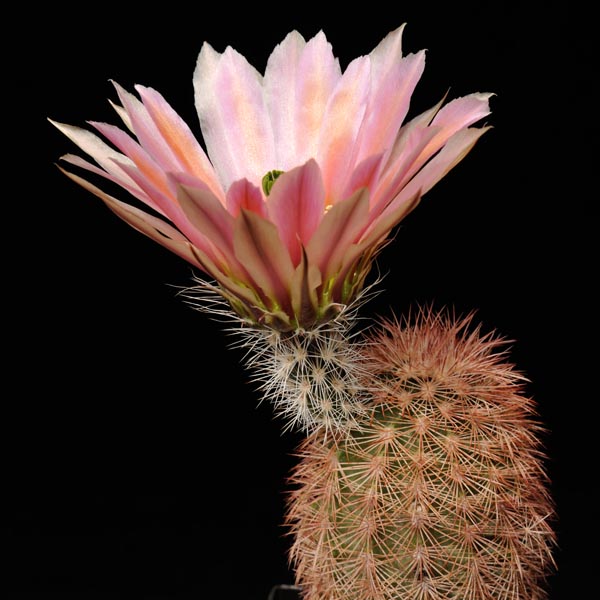 Echinocereus dasyacanthus, USA, Texas, Brewster Co., Lajitas, 50 Korn