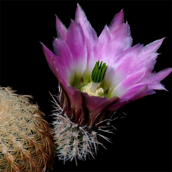 Echinocereus pectinatus, Mexico, Zacatecas, Villa Hidalgo, 50 Korn
