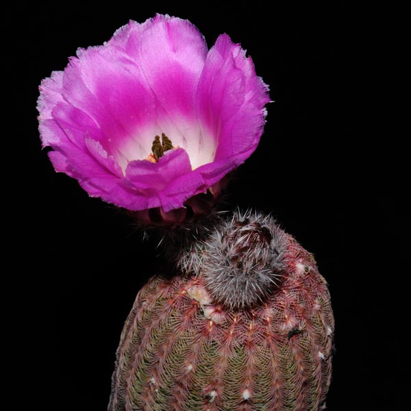 Echinocereus rigidissimus, Mexico, Sonora, Rosario, PG139, 25 Korn