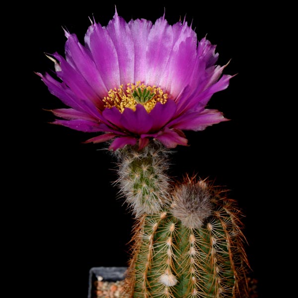 Echinocereus reichenbachii subsp. baileyi, USA, Oklahoma, Medicine Park, 50 Korn