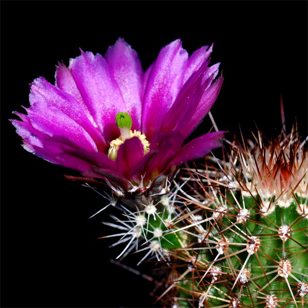 Echinocereus bonkerae, USA, Arizona, Greenlee Co., 50 Korn