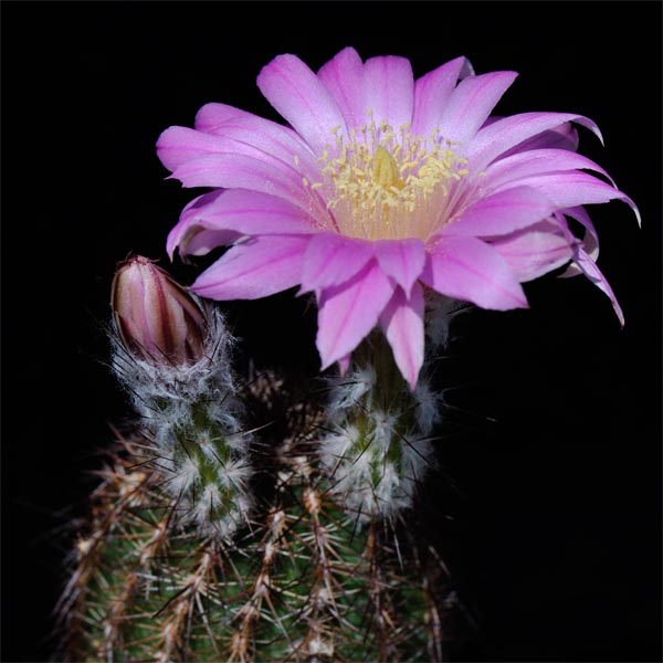 Echinocereus adustus subsp. schwarzii, Mexico, Chihuahua, El Vergel, 500 Korn
