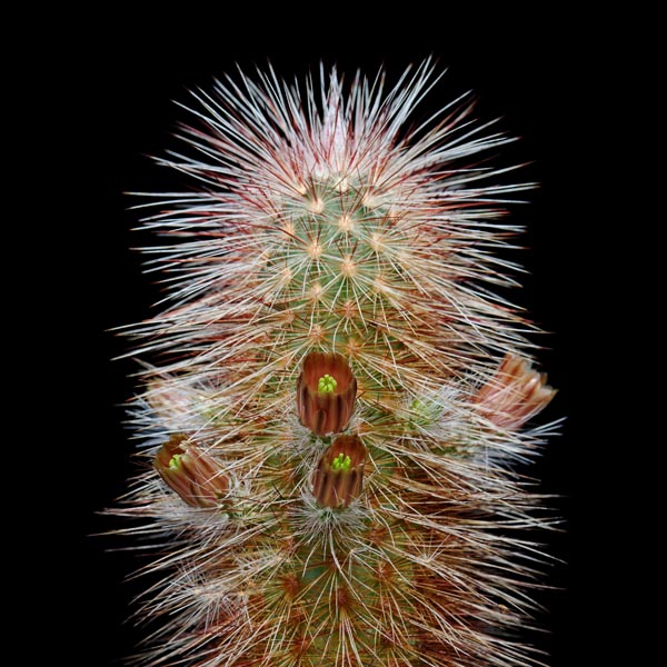 Echinocereus russanthus, USA, Texas, Brewster Co., 25 Korn