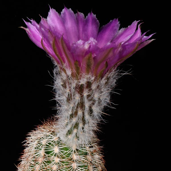 Echinocereus reichenbachii subsp. perbellus, USA, Texas, Jones Co., 25 Korn