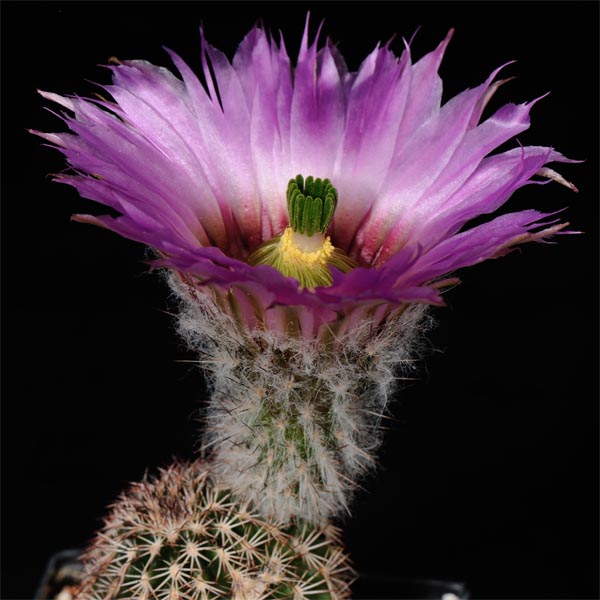 Echinocereus reichenbachii subsp. perbellus, USA, Texas, Midland Co., 100 Korn