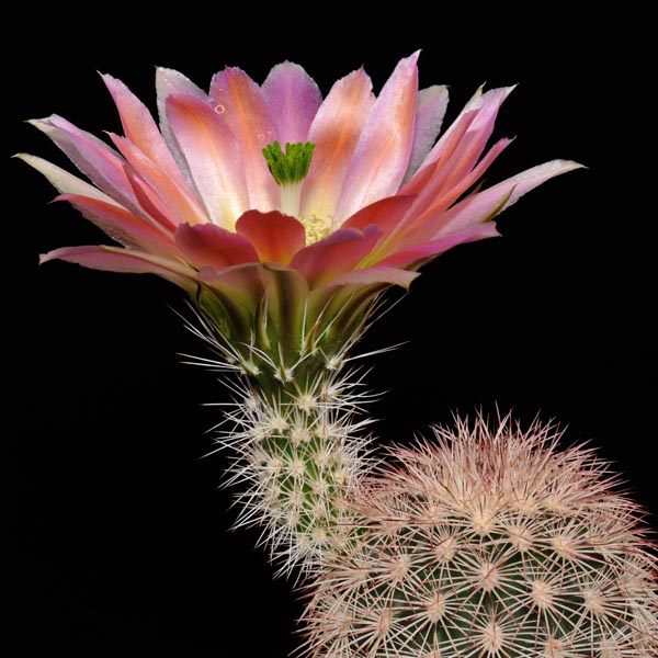 Echinocereus dasyacanthus, USA, Texas, Pecos Co., westlich Bakersfield, 50 Korn