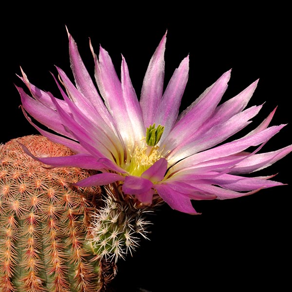 Echinocereus pectinatus, Mexico, Zacatecas, Real, 100 Korn
