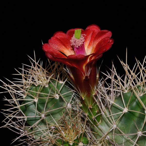 Echinocereus mojavensis, USA, Utah, Bicknell, 100 Korn