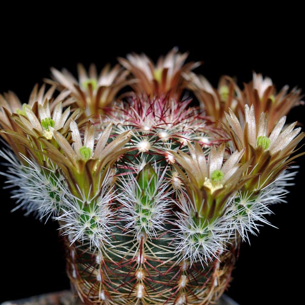 Echinocereus chloranthus, USA, New Mexico, Chaves Co., 25 Korn