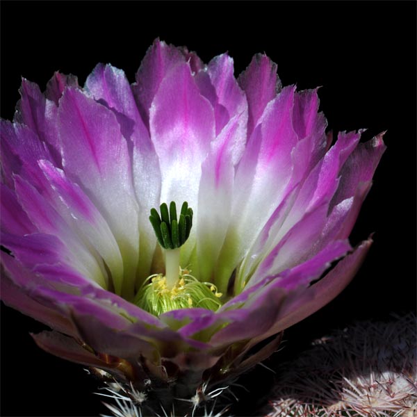 Echinocereus pectinatus, Mexico, San Luis Potosi, Santa Domingo, 50 Korn