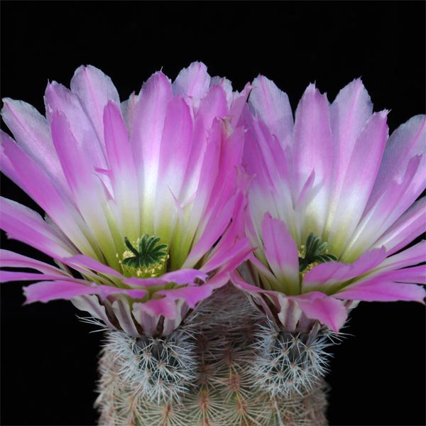 Echinocereus pectinatus, Mexico, Coahuila, Hundido, 25 Korn