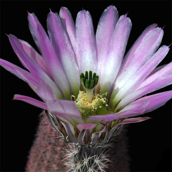 Echinocereus pectinatus, Mexico, Zacatecas, Los Hacheros, 500 Korn