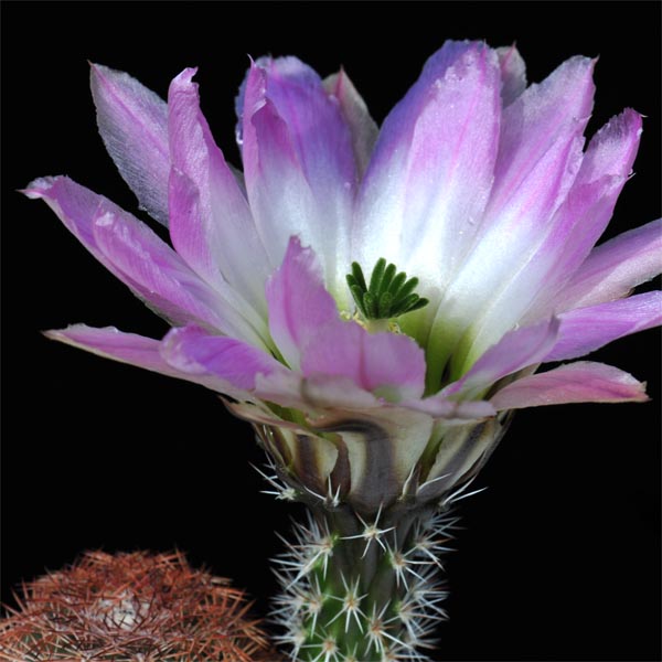 Echinocereus pectinatus, Mexico, Coahuila, La Pena, 50 Korn