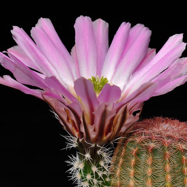Echinocereus pectinatus, Mexico, San Luis Potosi, westlich San Luis Potosi, 100 Korn