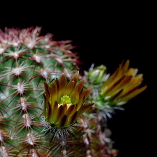 Echinocereus chloranthus, USA, Texas, Brewster Co., Alpine, 500 Korn
