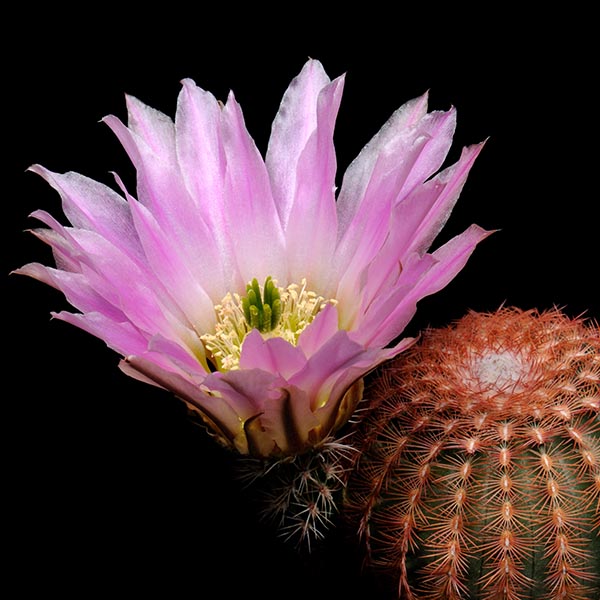 Echinocereus pectinatus, Mexico, San Luis Potosi, Charco Blanco, CSD89, 100 Korn