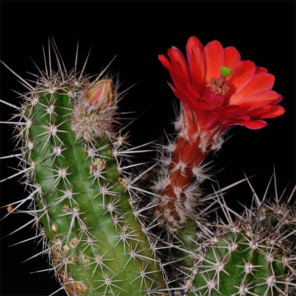 Echinocereus scheeri, Mexico, Sonora, Sierra Canelo, 500 Korn