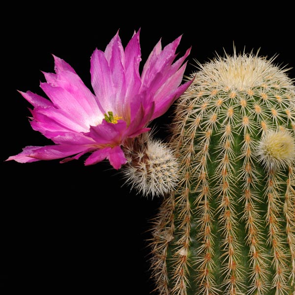 Echinocereus bristolii, Mexico, Sonora, El Novillo, WM9450, 25 Korn