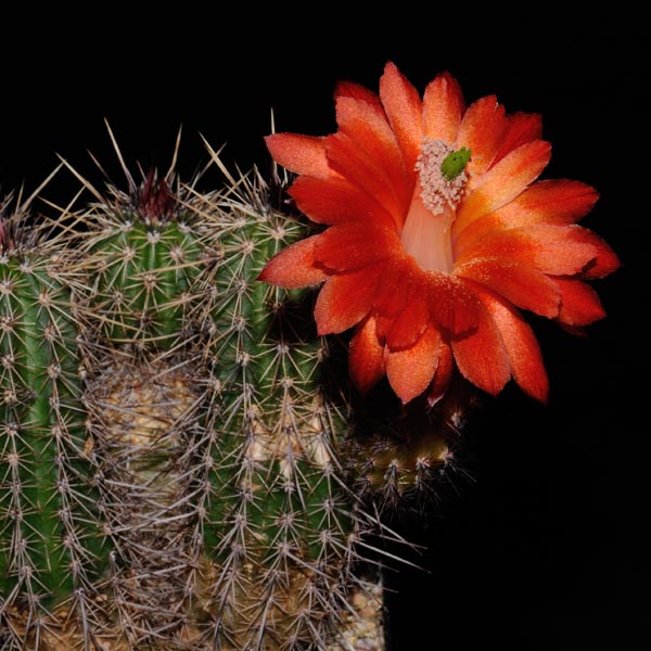 Echinocereus spec., Mexico, PG302 , 100 Korn