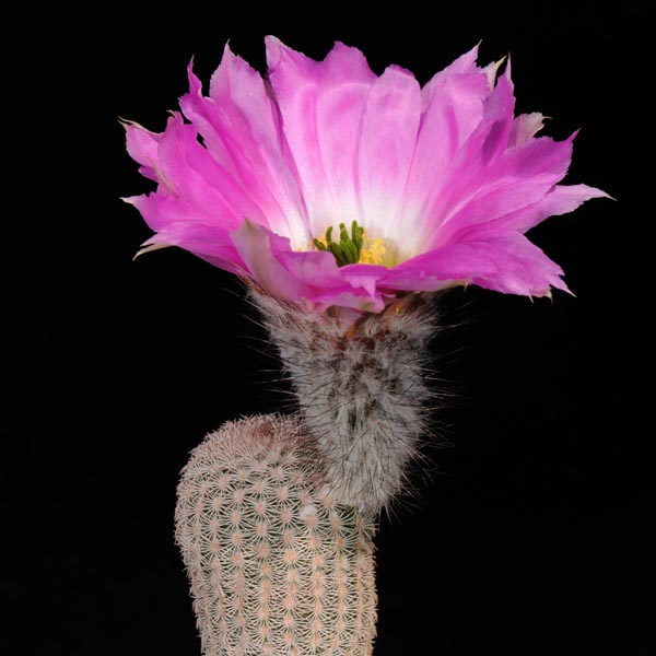 Echinocereus primolanatus, Mexico, Coahuila, Hipolito, 100 Korn