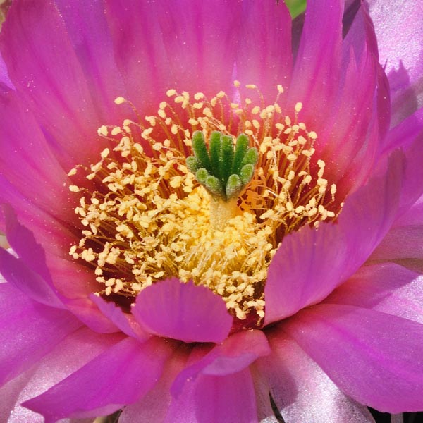 Echinocereus reichenbachii subsp. caespitosus, USA, Texas, Deep Creek, 50 Korn
