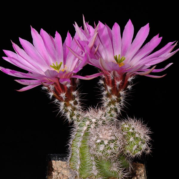 Echinocereus metornii, Mexico, Coahuila, Sierra Mojada, 25 Korn